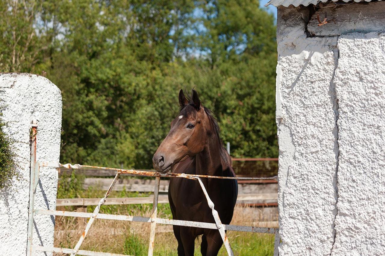 Coolcormack Stud B&B Dungarvan  Exterior foto